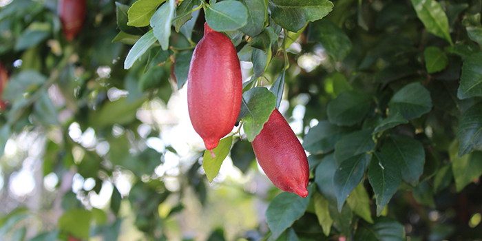 finger lime mail banner