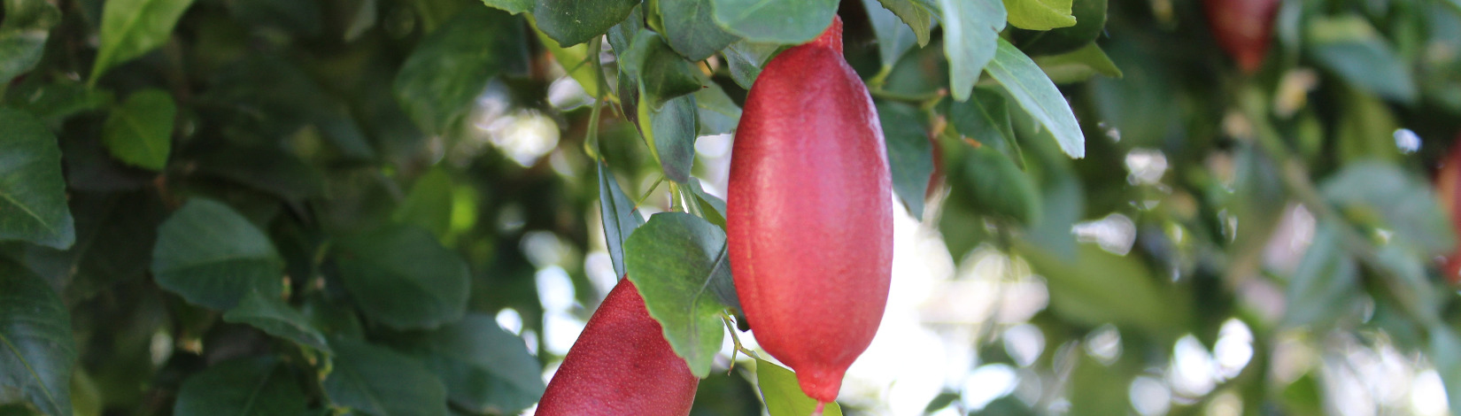 Finger lime hanging from tree